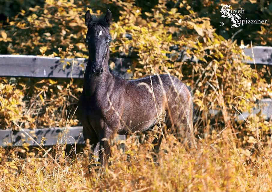 Blue Eyed Lipizzaner Filly